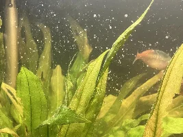 Fish tank mold?