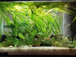 Schooling fish options...