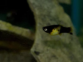 Platy or swordtail?