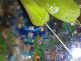 What is this plant?