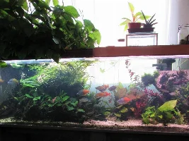 Stan's freshwater 240 gallon extravaganza. Trials and tribulations of  a sunlit aquarium