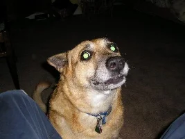 My dog