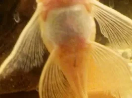 Is My Fantail Pleco Pregnant?