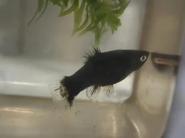 Black platies