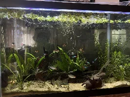 20g Community Aquarium