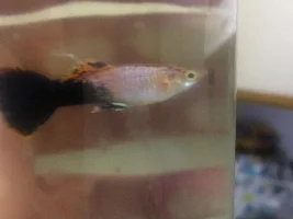 What type of guppy is this?