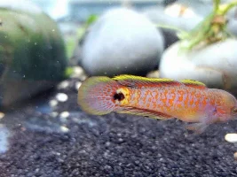 New Photos of my fry I took yesterday. (I promise this is my last thread on them)