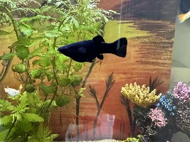 Molly is very big - normal??