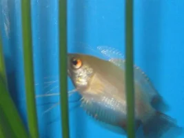 Auric the Gourami