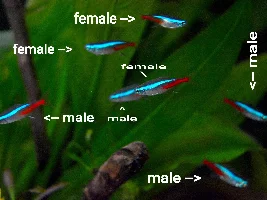 Whats your favorite tetra and why?