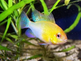 Nice Cichlids :-)
