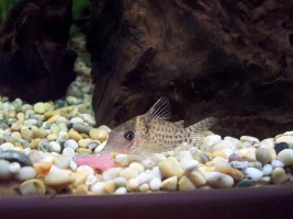 Post A Pic Of Your Fish And Rate Fish Above You
