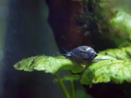 Aquaone Nano 30 Planted Tank