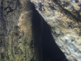 Is something wrong with my BlackGhost Knife Fish?