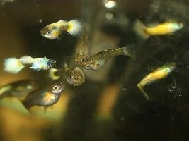 Full gold guppies...