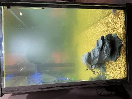 NEED help fish tank cloudy for the last 2 weeks