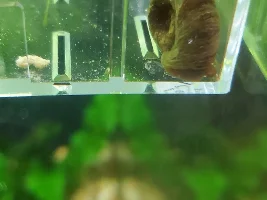 I need to help my snail