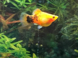 Fish getting worse, Disease and Treatment Identification Needed!