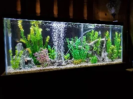 Vote Now! - February Tank of the Month Contest (31 gal and larger)