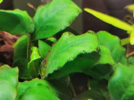 Plants not doing great, please help!