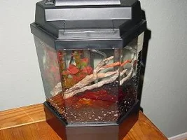 The new Mini Tank & Rocky