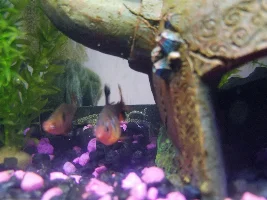 In desperate need of help.