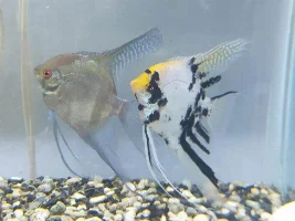 Fish for a 45 Gal community?