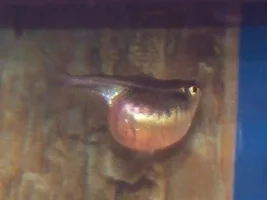 Bloated Neon Tetra