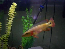 Juans Fish