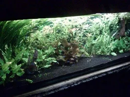 my 5 foot planted tank