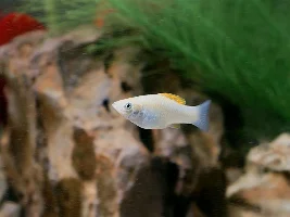 My Brackish Tank (10/12)