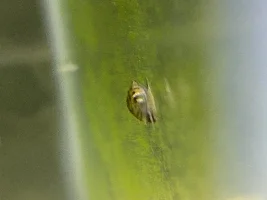 Mysterious snail in tank. Help me identify?