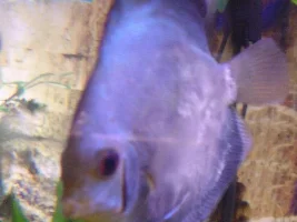 Please Id This Disease