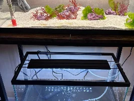 Macroalgae Nano