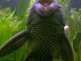 cry's plec