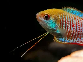 Dwarf Neon Gourami