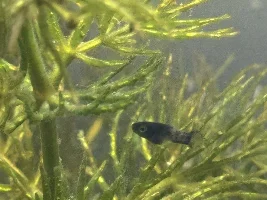 I have a bunch of fry, and one little guy stands out