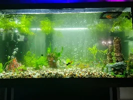 Planted tank/greenwater help