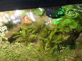 Starting up my small aquatic plant business, this is the journal.