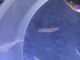 Planaria or Rhabdocoela