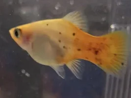 Is my pregnant platy close to giving birth?