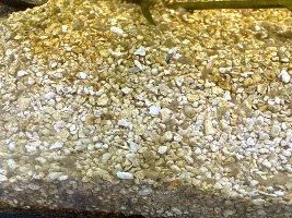 Help with newish aquarium - sand substrate