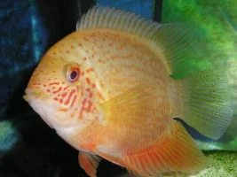 Gudgeon