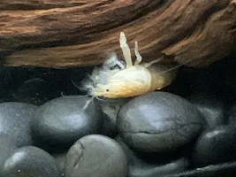 got a small school of Congo Tetras coming today... Time to start testing out my new blended water... with some new fish