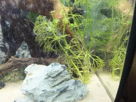 New plants 'melting'?