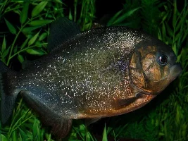 My Fish Journal.