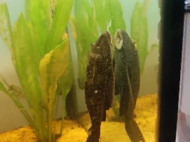 Kissing gourami and pleco growth?