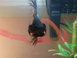 My betta has spots on is fins is this normal?? plz help..