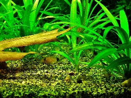 URGENT - Asian Stone Catfish Temp Question - Arriving Today!