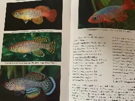 New issue of JAKA: Nothobranchius